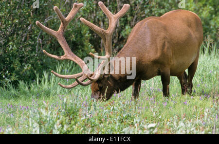 Elche (Cervus Elaphus) Erwachsene männlich, Alberta, Kanada. Stockfoto