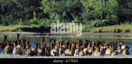 Elche (Cervus Elaphus) Herde Kreuzung River, Alberta, Kanada Stockfoto