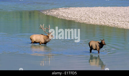 Elche (Cervus Elaphus) Erwachsene, Männlich & Weiblich, Alberta, Kanada. Stockfoto