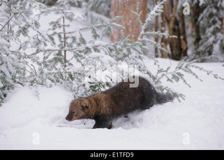 Fisher (Martes Pennanti) Erwachsenen, Ontario, Kanada. Stockfoto