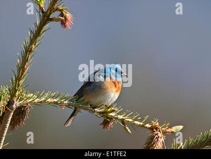 Lazuli Bunting (Passerina Amoena) im Grasland von British Columbia Kanada Stockfoto