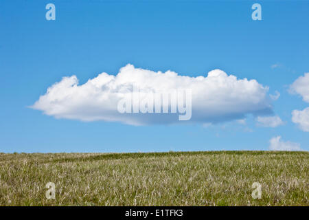 BC-Grasland in der Chilcotin Ark British Columbia Kanada Stockfoto