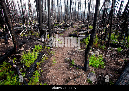 Regeneration der Waldboden nach Waldbrand Stockfoto