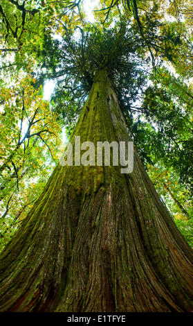 Tausend Jahre alten Baum in Western Red Cedar (Thuja Plicata), britische Colulmbia, Kanada Stockfoto