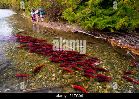 Touristen, die gerade laichen Sockeye Lachs (Oncorhynchus Nerka), auch genannt Rotlachs in der Adams River, British Colulmbia, C Stockfoto