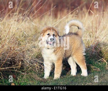 Pyrenäenberghund Welpen, Pyrenäenberghund, Männlich Stockfoto