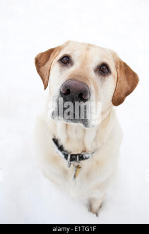 Yellow Labrador Retriever, sitzen im Schnee, Porträt Stockfoto