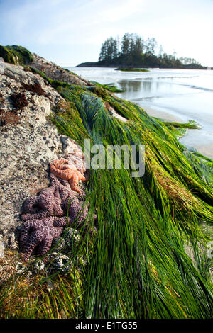 Meer Sterne Seestern Schooner Cove in der Nähe von Long Beach im Pacific Rim National Park in der Nähe von Tofino British Columbia Kanada auf Stockfoto