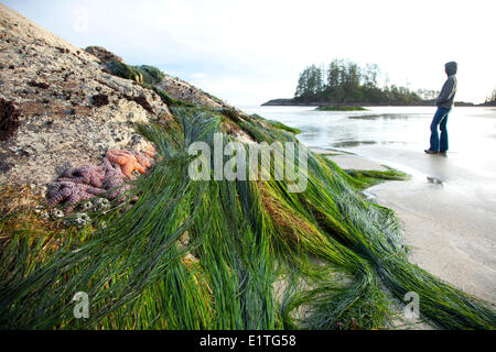 Eine Frau steht in der Nähe von Seesternen Seestern Schooner Cove in der Nähe von Long Beach im Pacific Rim National Park in der Nähe von Tofino britische Stockfoto