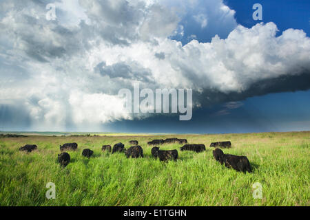 Kühe im Sommer wie ein Sturm nähert sich in der Nähe von Calgary, Alberta, Kanada Stockfoto