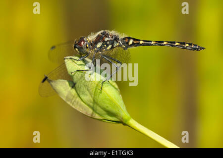 Black Meadowhawk (Sympetrum Danae) bei Bowser Moor, Bowser BC Stockfoto