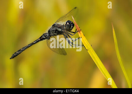 Schwarz Meadowhawk Männchen, Sympetrum Danae, am Moor Bowser, Bowser BC Stockfoto