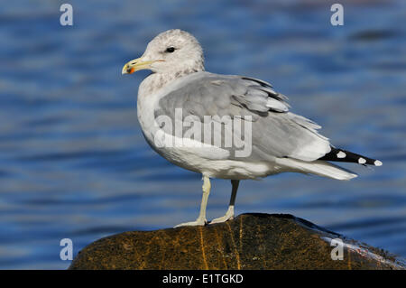 Qualicum Beach Kalifornien Gull (Larus Californicus), BC Stockfoto