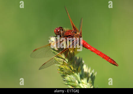 Kardinal Meadowhawk (Sympetrum Illotum) am Viadukt Wohnungen, Saanich BC Stockfoto