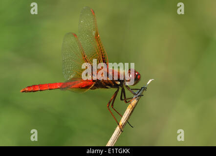 Kardinal Meadowhawk (Sympetrum Illotum) am Viadukt Wohnungen, Saanich BC Stockfoto