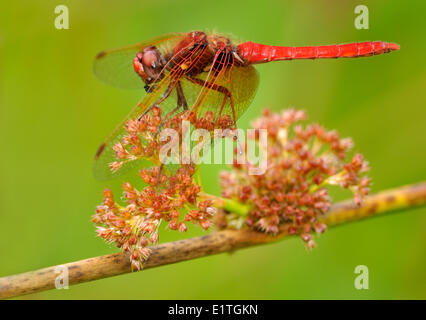 Kardinal Meadowhawk (Sympetrum Illotum) am Viadukt Wohnungen, Saanich BC Stockfoto