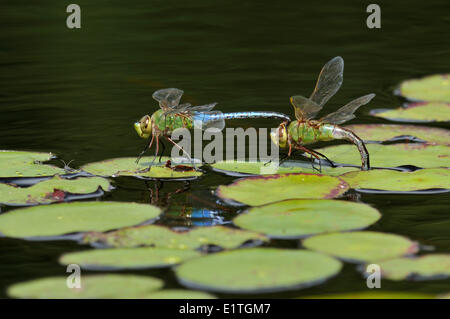 Gemeinsamen grünes Darner (Anax Junius) am kleinen Fluss Teich, Comox BC Stockfoto