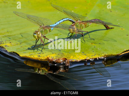 Gemeinsamen grünes Darner (Anax Junius) am kleinen Fluss Teich, Comox BC Stockfoto