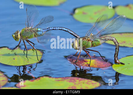 Gemeinsamen grünes Darner (Anax Junius) am kleinen Fluss Teich, Comox BC Stockfoto