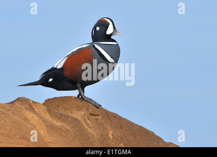 Männliche Harlekin Ente (Histrionicus Histrionicus) bei Qualicum Beach, BC Stockfoto