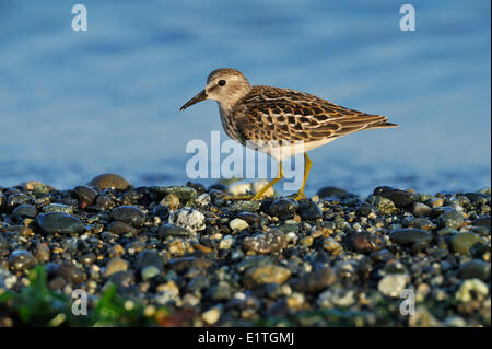 Wenigsten Sandpiper, Calidris Minutilla am Spieß Saanichton, Saanich BC Stockfoto