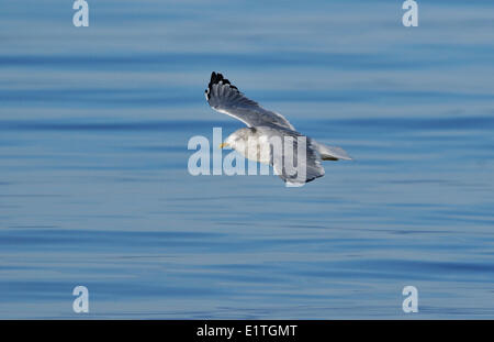 Mew Gull (Larus Canus) bei Qualicum Beach, BC Stockfoto