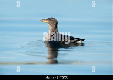 Nashorn Auklet (Cerorhinca Monocerata) vor Fleming Beach, Esquimalt BC Stockfoto