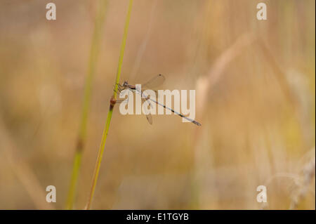 Weibliche entdeckt Spreadwing (Lestes Artgenossen) bei Bowser Moor, Bowser BC Stockfoto