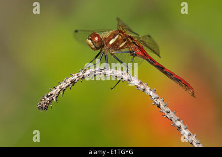 Gestreifte Meadowhawk (Sympetrum Pallipes) am Moor Bowser, Bowser BC Stockfoto