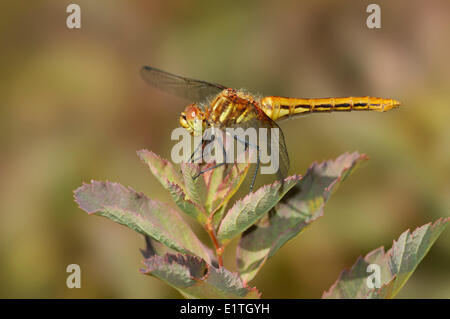 Gestreifte Meadowhawk (Sympetrum Pallipes) am Moor Bowser, Bowser BC Stockfoto