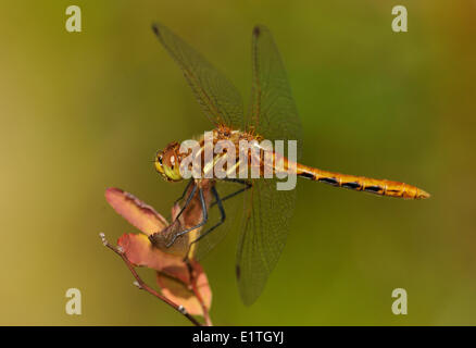 Gestreifte Meadowhawk (Sympetrum Pallipes) am Moor Bowser, Bowser BC Stockfoto