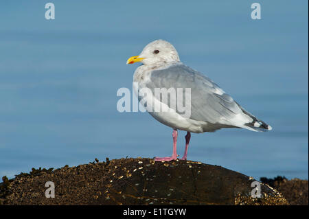 Thayer es Möve, Larus Thayeri Qualicum Beach, v. Chr. Stockfoto