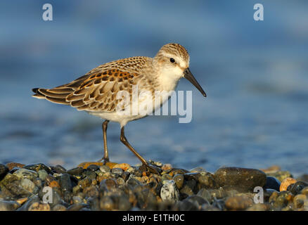 Western Sandpiper, Calidris Mauri am Spieß Saanichton, Saanich BC Stockfoto