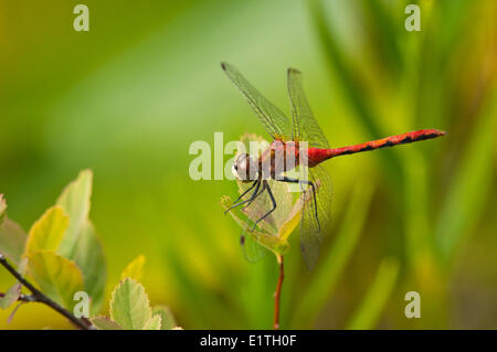 Männliche White-faced Meadowhawk (Sympetrum Obtrusum) am Moor Bowser, Bowser BC Stockfoto