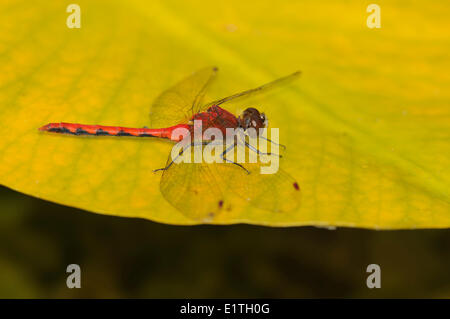 Männliche White-faced Meadowhawk (Sympetrum Obtrusum) am Moor Bowser, Bowser BC Stockfoto