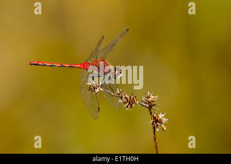 Männliche White-faced Meadowhawk (Sympetrum Obtrusum) am Moor Bowser, Bowser BC Stockfoto