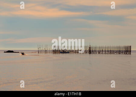 Arbeiten am Wehr net off Grand Manan Island, Bay Of Fundy, New Brunswick, Kanada Stockfoto