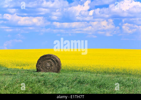 Heu-Ballen und Raps Feld, in der Nähe von Neepawa, Manitoba, Kanada Stockfoto