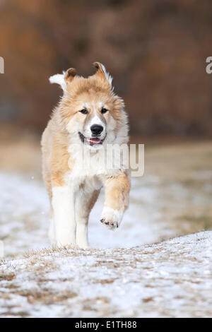 Pyrenäenberghund Welpen, Pyrenäenberghund, laufen im Park, Winnipeg, Manitoba, Kanada Stockfoto