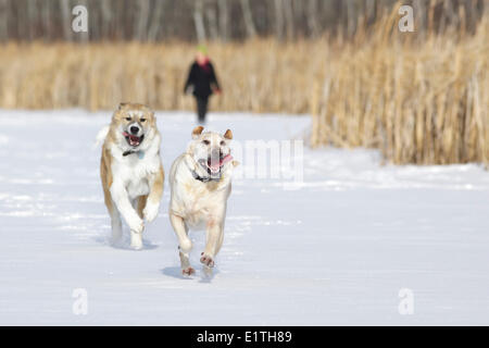 Zwei Hunde laufen im Schnee, Assiniboine Wald, Winnipeg, Manitoba, Kanada Stockfoto