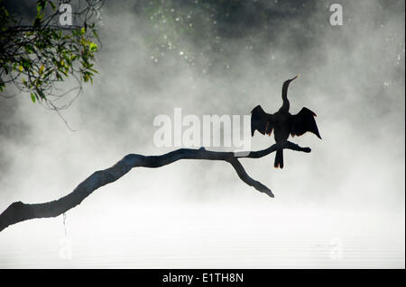 Erwachsenen Anhinga (Anhinga Anhinga) trocknen seine Flügel im Nebel ein Wintermorgen Chassahowitzka National Wildlife Refuge Stockfoto