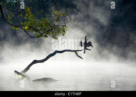 Erwachsenen Anhinga (Anhinga Anhinga) trocknen seine Flügel im Nebel ein Wintermorgen Chassahowitzka National Wildlife Refuge Stockfoto