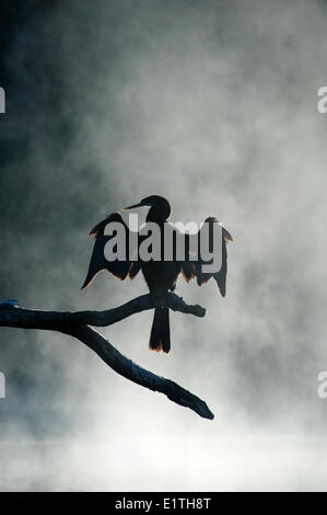 Erwachsenen Anhinga (Anhinga Anhinga) trocknen seine Flügel im Nebel ein Wintermorgen Chassahowitzka National Wildlife Refuge Stockfoto