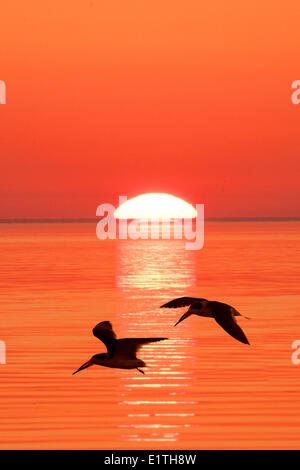 Schwarz-Skimmer (Rynchops Niger) nach ihrer nächtlichen Roost, Küsten Florida fliegen Stockfoto