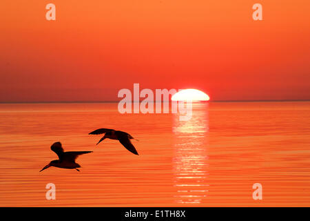 Schwarz-Skimmer (Rynchops Niger) nach ihrer nächtlichen Roost, Küsten Florida fliegen Stockfoto