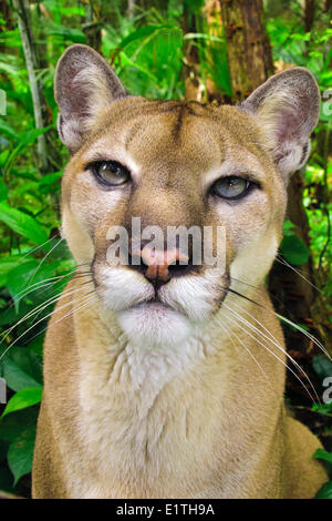 Zentralamerikanischen Puma (Felis Concolor), tropischen Regen Wälder, Belize, Mittelamerika Stockfoto