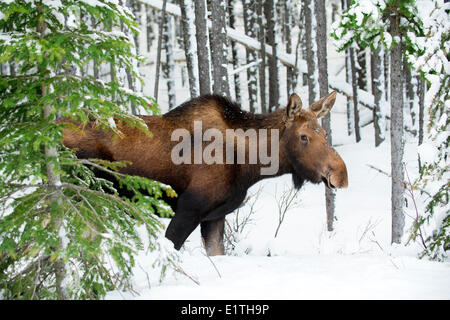 Kuh-Elch (Alces Alves), westlichen kanadischen Rocky Mountains, Jasper Nationalpark, Alberta, Kanada Stockfoto