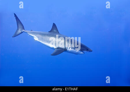 Weißer Hai (Carcharodon Carcharias), Isla Guadalupe, Baja, Mexiko Stockfoto