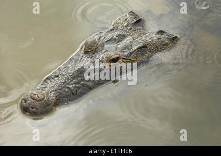 Crocodylus Moreletii, Morelet Krokodil oder mexikanische Krokodil, Coba, Quintana Roo, Mexiko Stockfoto