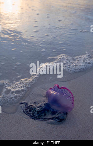 Portugiesischer Mann o Krieg (Physalia Physalis) auch bekannt als die portugiesische Kriegsschiff Kriegsschiff oder Zusammenarbeit, Tulum Beach Quintana Stockfoto